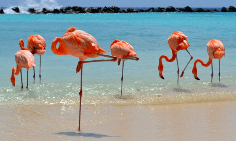 Best Luxury Hotels in Aruba 2