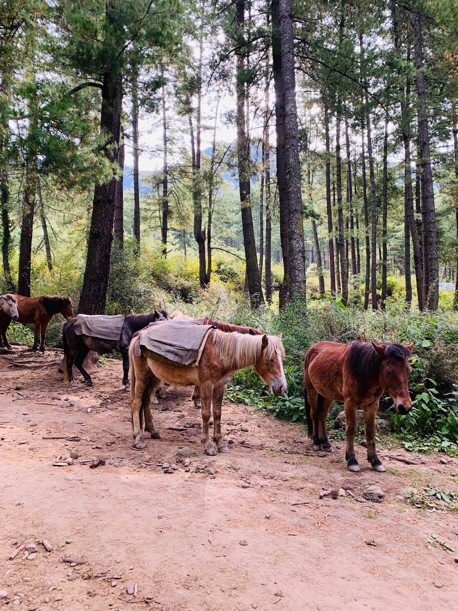 Things to do in Bhutan