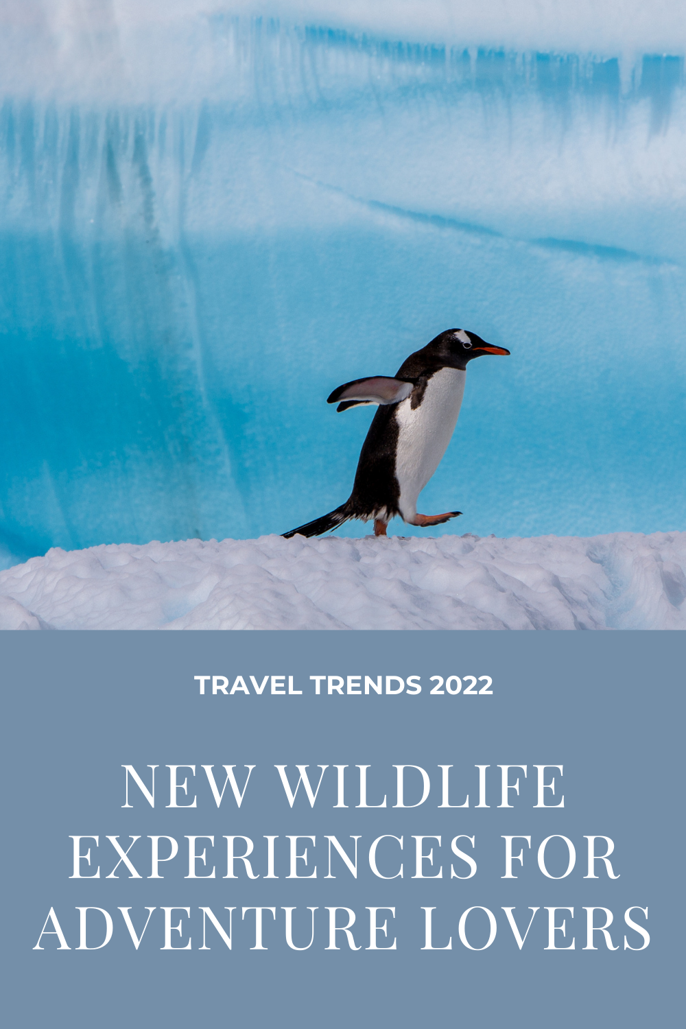 Travel Trends 2022 New Wildlife Experiences for Adventure Lovers